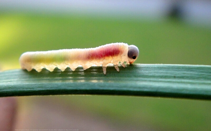 Larva on Green Leaf