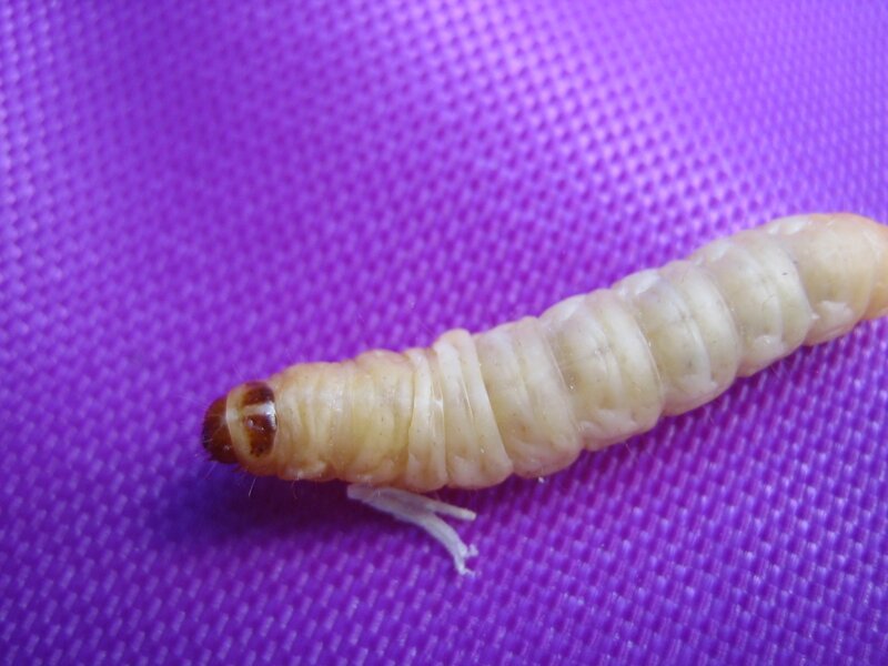 larva on purple surface