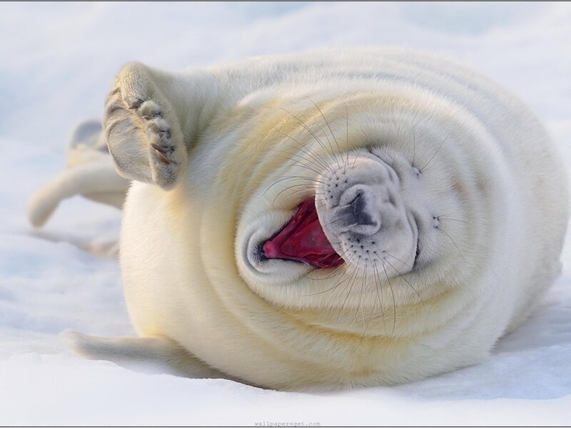 Laughing seal pup
