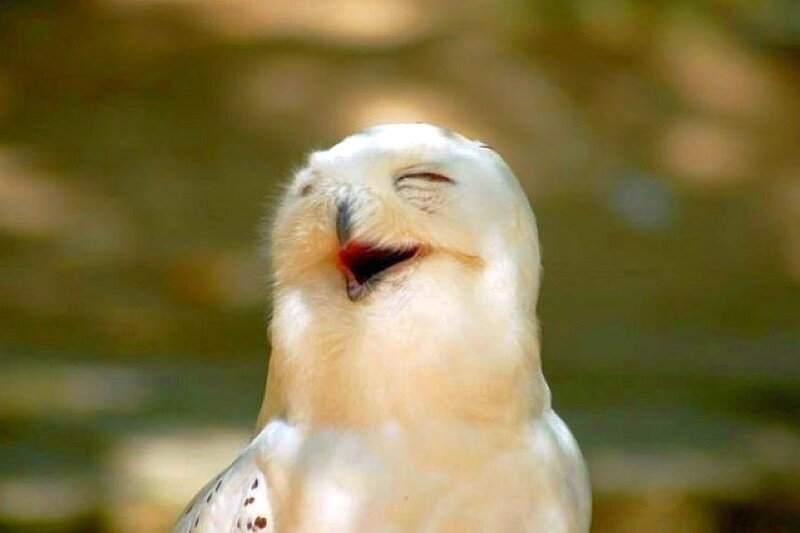 laughing snowy owl