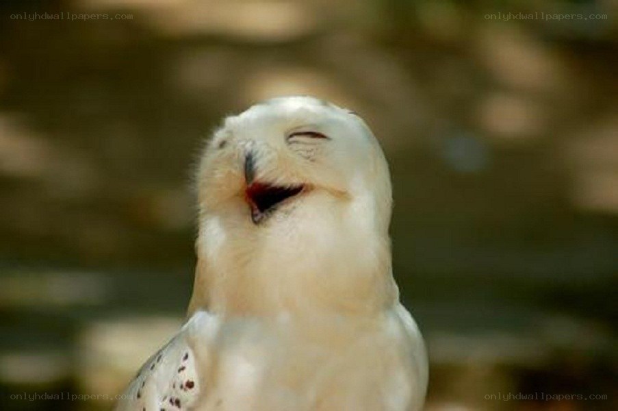 laughing snowy owl