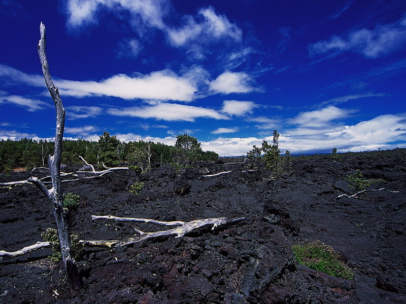Lava Field with Dead Tree — Blue