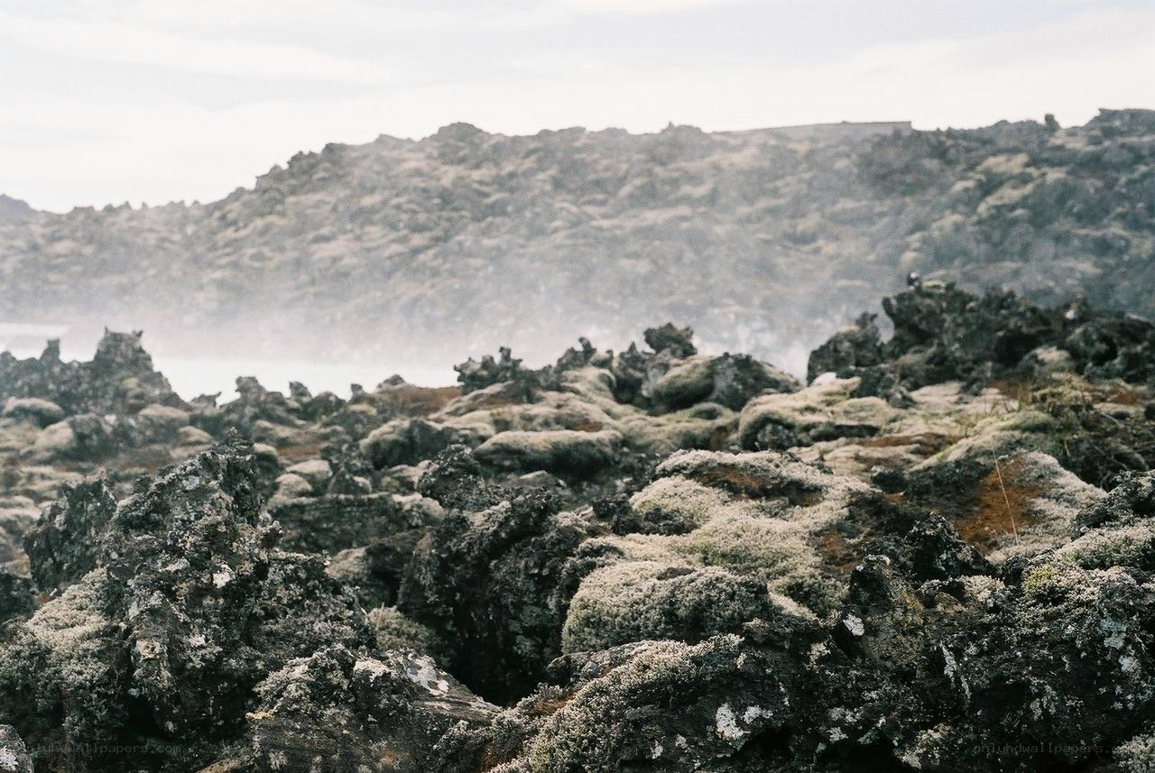 lava field with moss