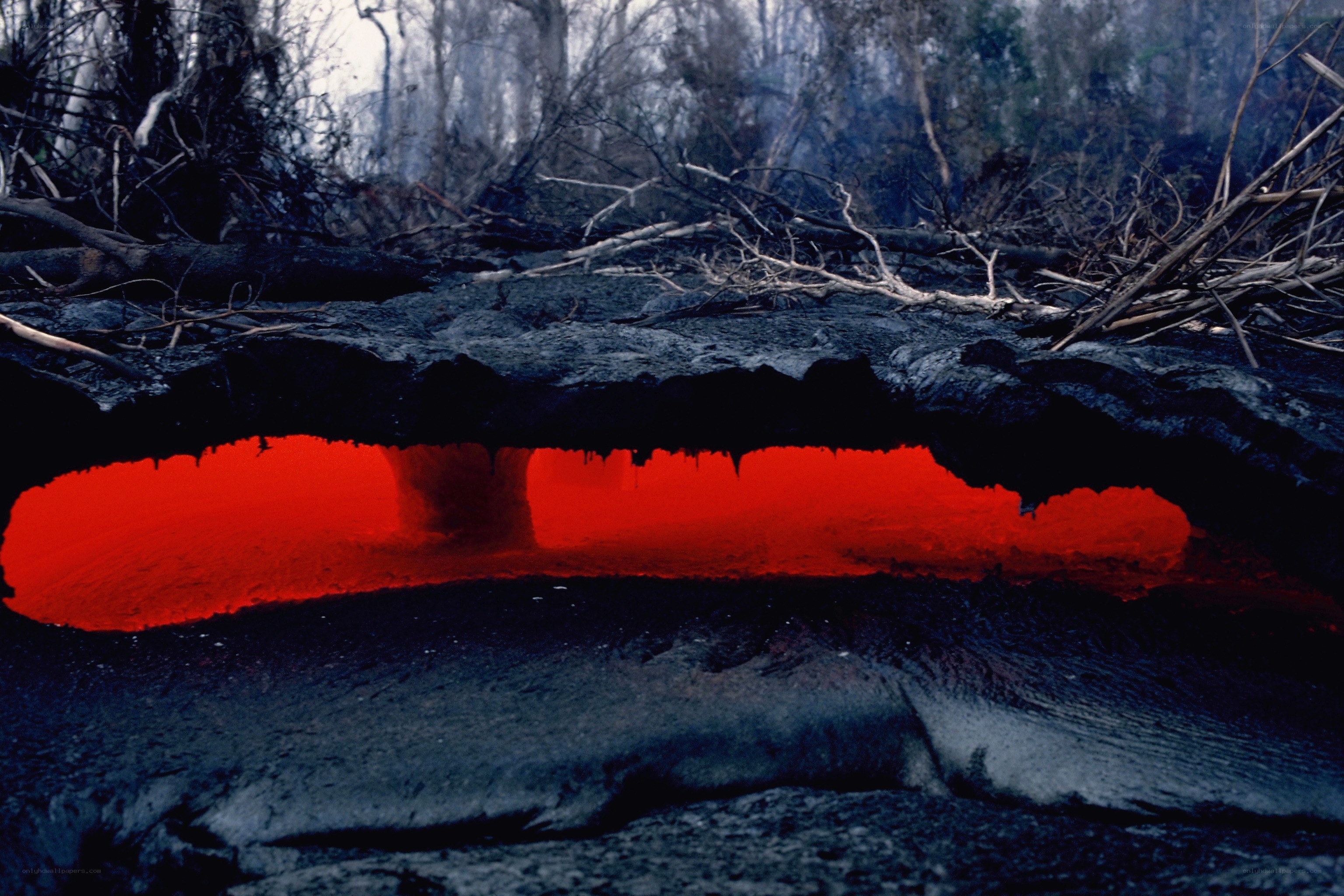 Lava flow under forest debris
