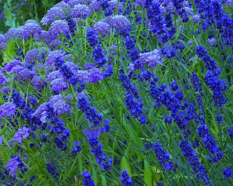 Lavender and Alyssum Flowers