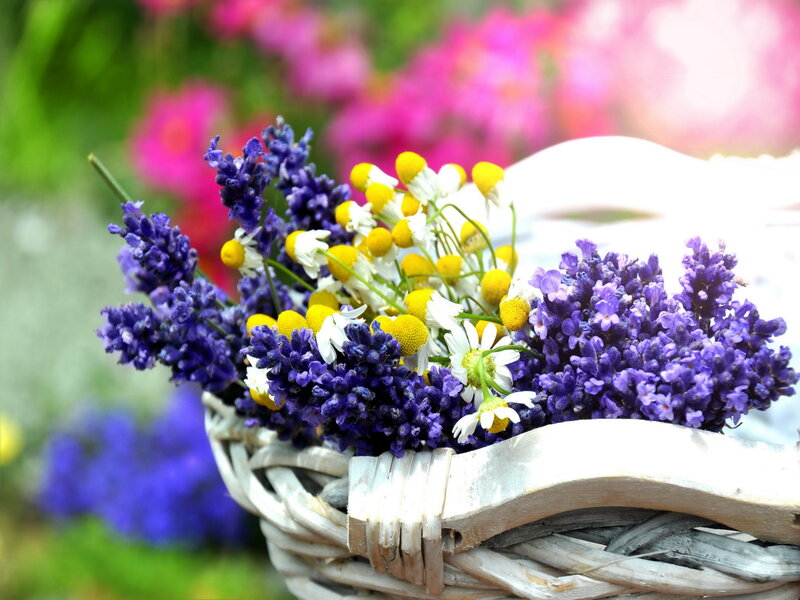 Lavender and Chamomile Flowers