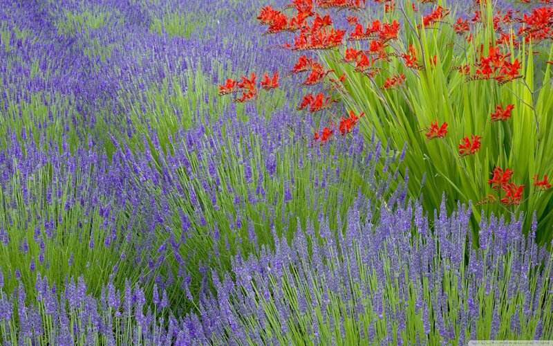 Lavender and Crocosmia