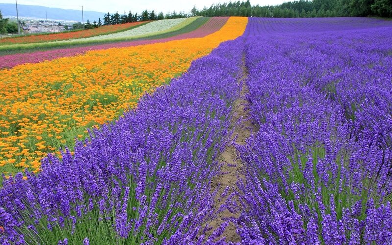 Lavender and Flower Fields — Purple