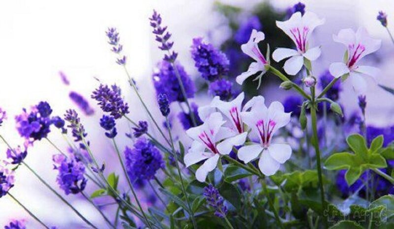 Lavender and Geranium Flowers