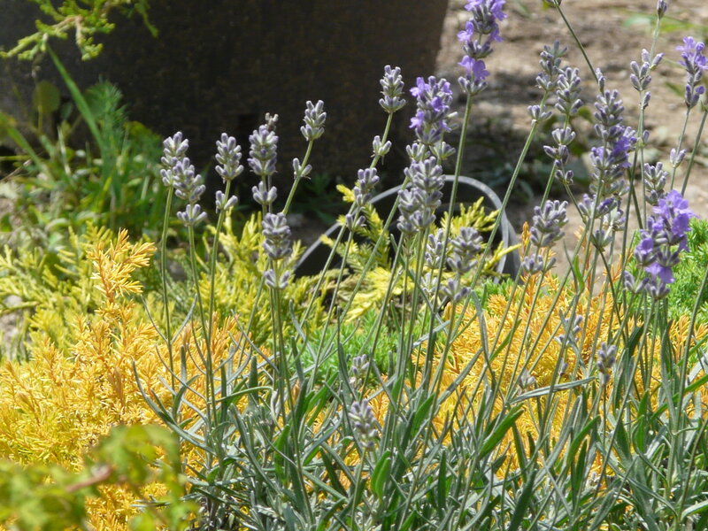 Lavender and Golden Shrubs