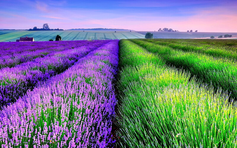 Lavender and Green Fields