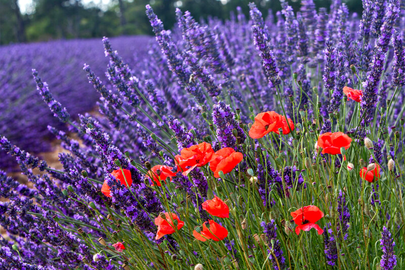 Lavender and Poppy Field — Purple, Serene