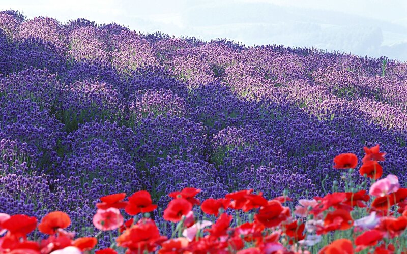 Lavender and Poppy Field — Purple