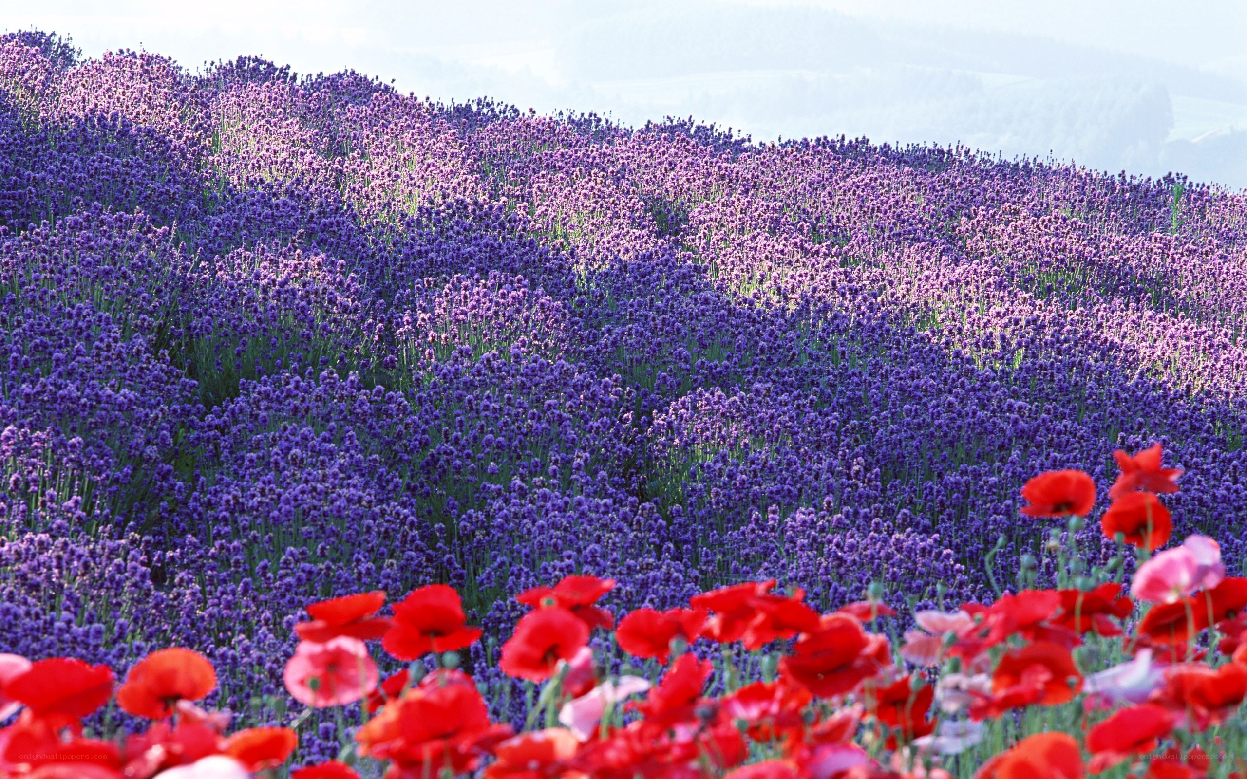Lavender and poppy field