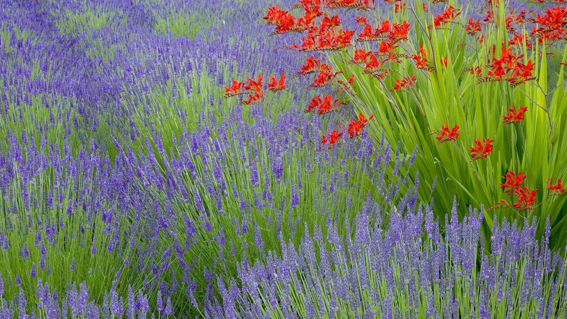lavender and red flowers field