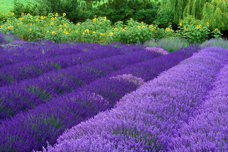 Lavender and Sunflower Field — Purple