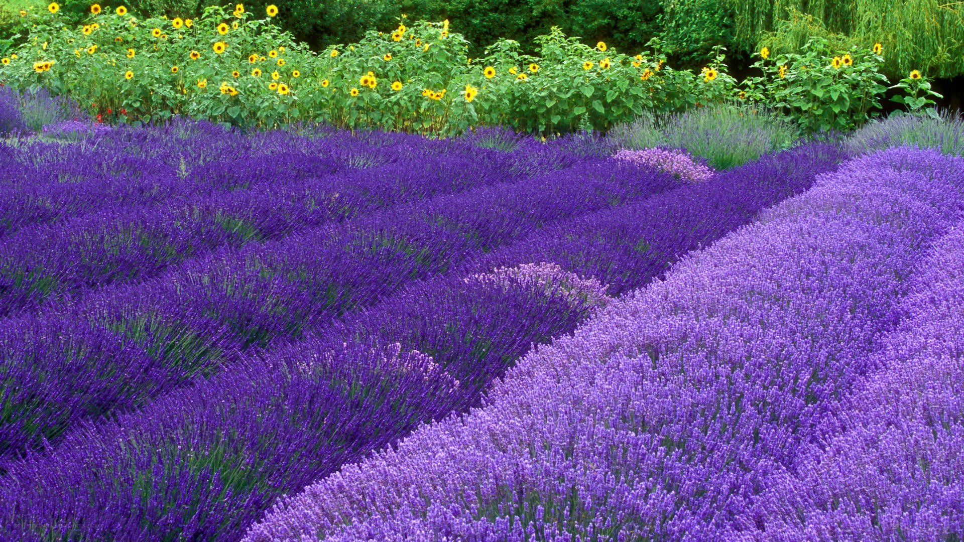 Lavender and sunflower field