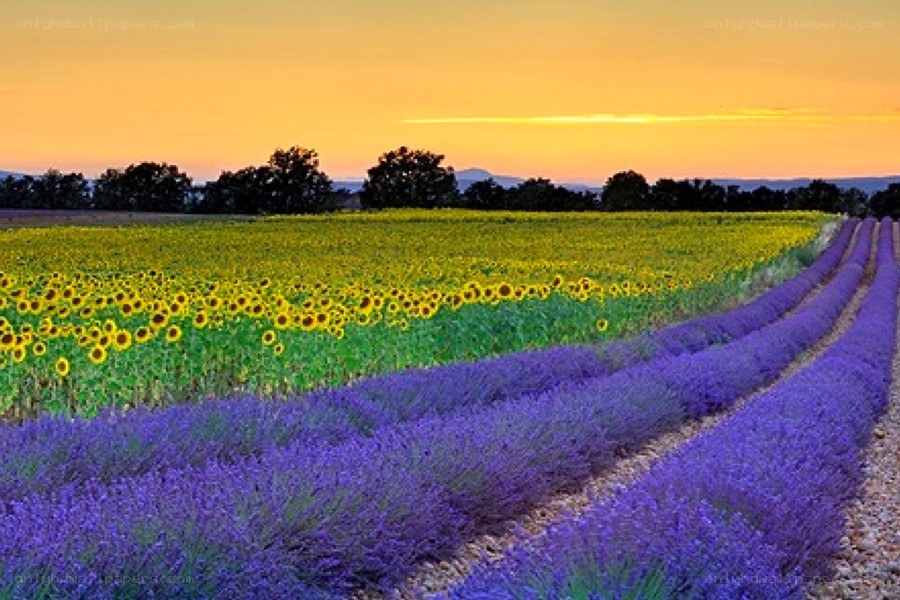 Lavender and sunflower fields at sunset