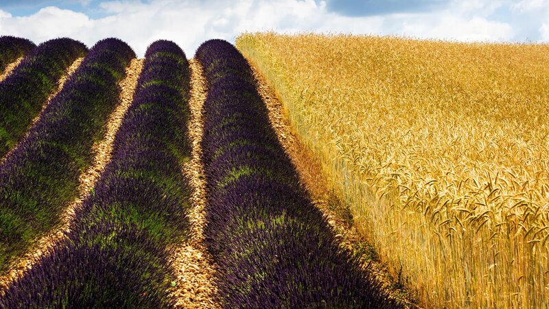 Lavender and Wheat Fields