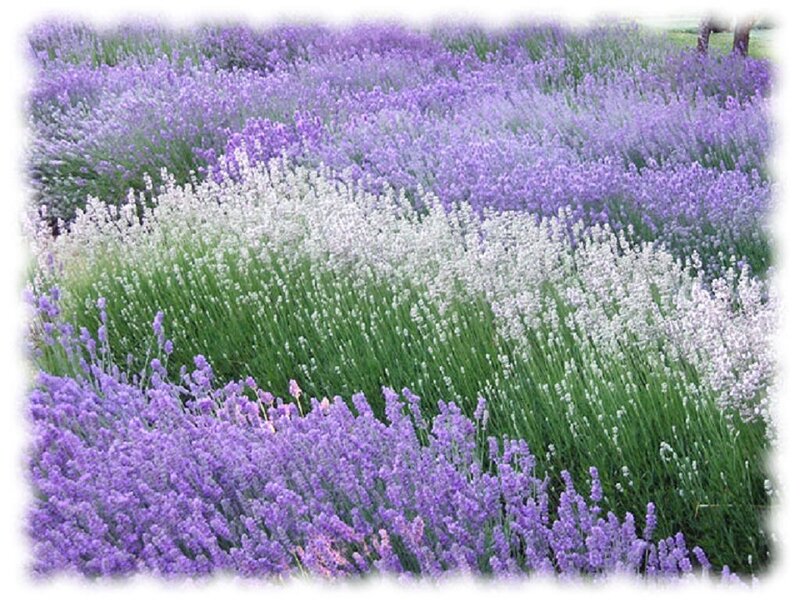 Lavender and White Flowers — Purple