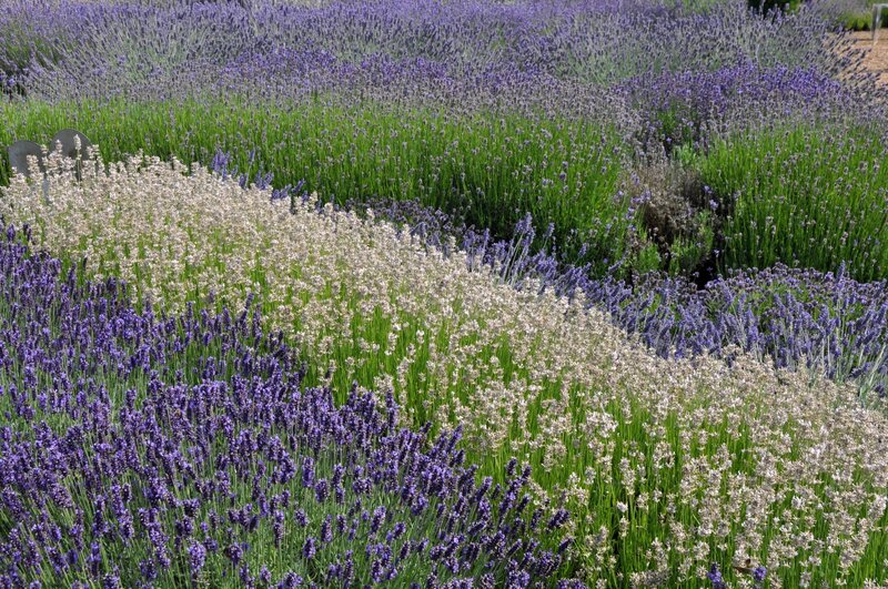 Lavender and White Flowers