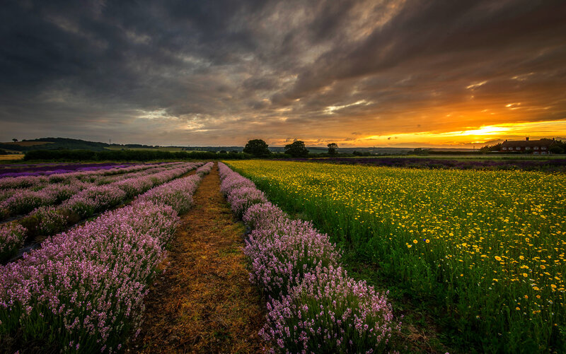 Lavender and Wildflower Fields