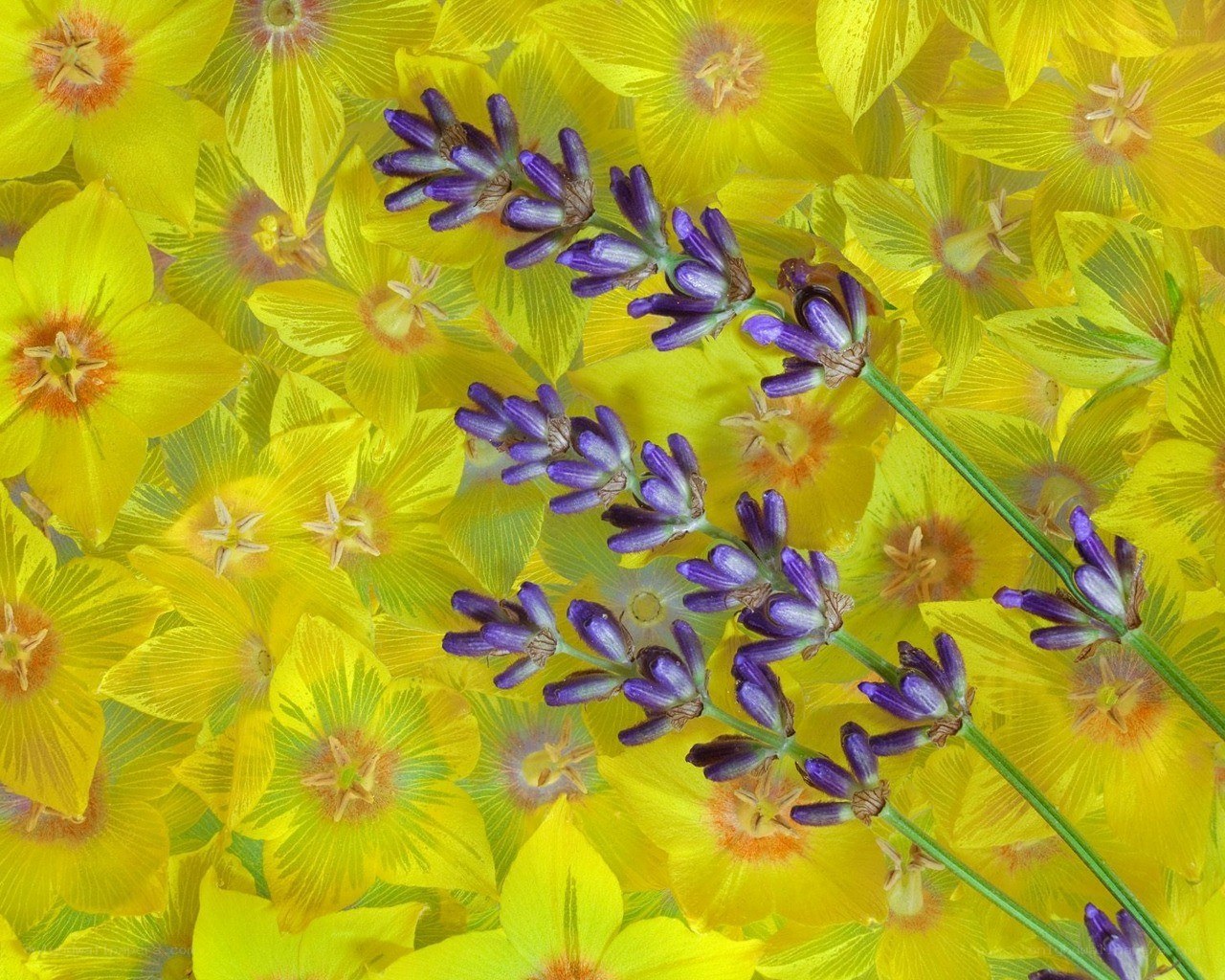 Lavender and yellow flowers