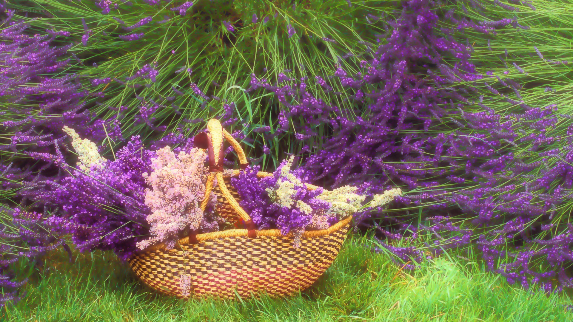 Lavender basket in field