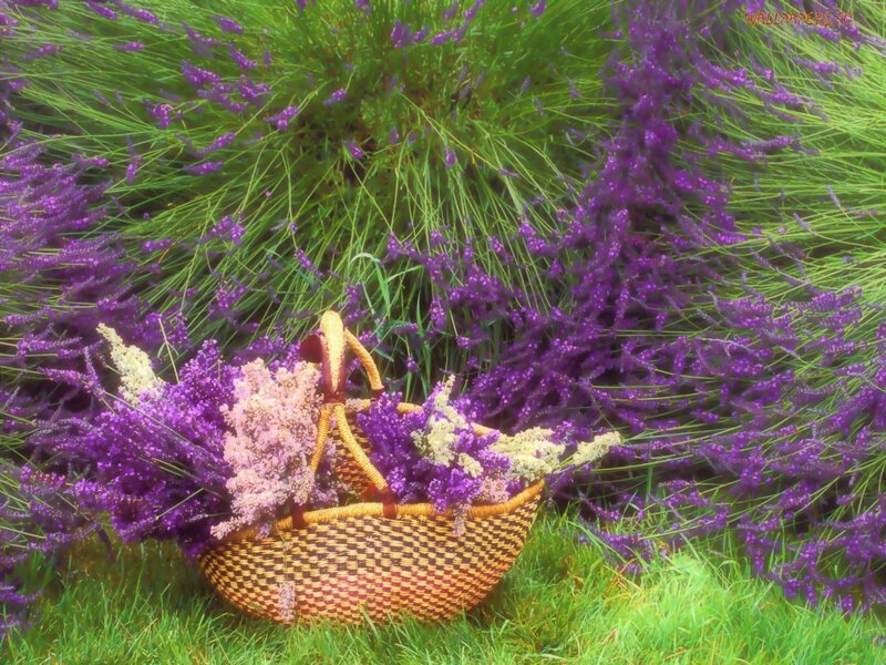 Lavender basket in garden