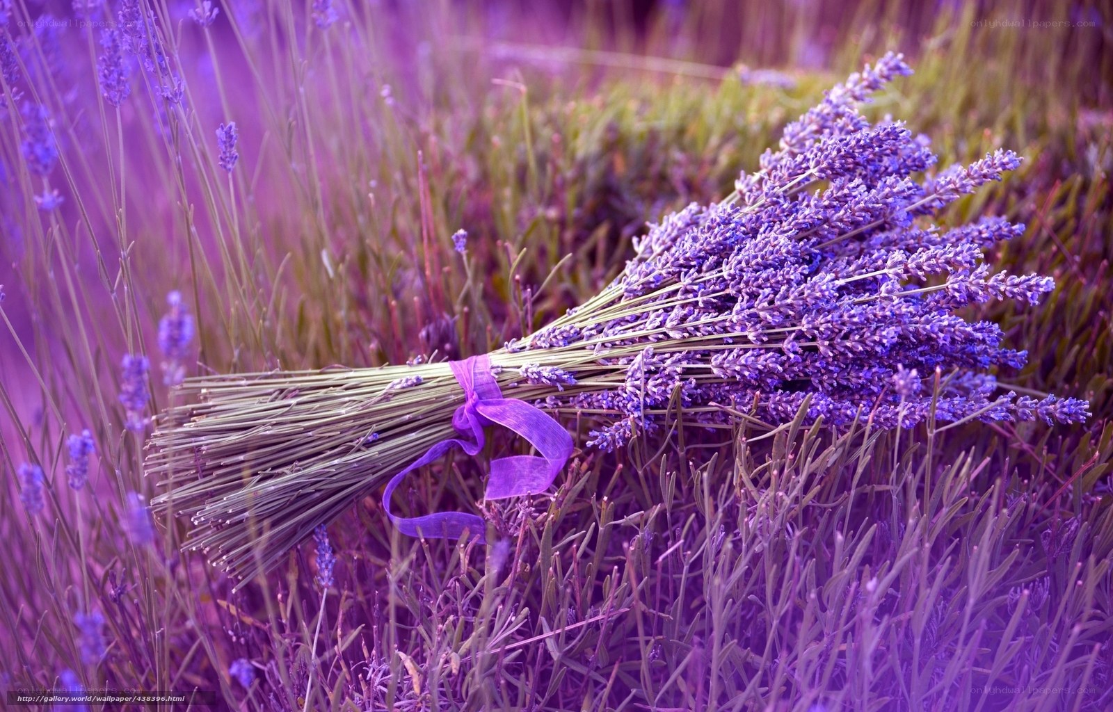 Lavender bouquet in field