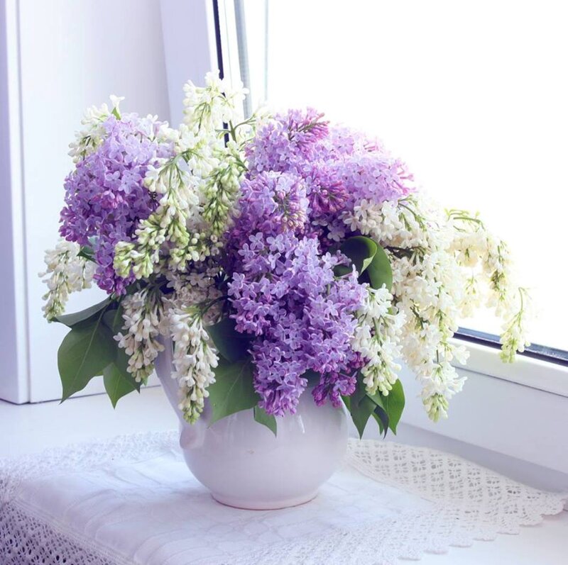 Lavender Bouquet in Vase — Purple, Serene