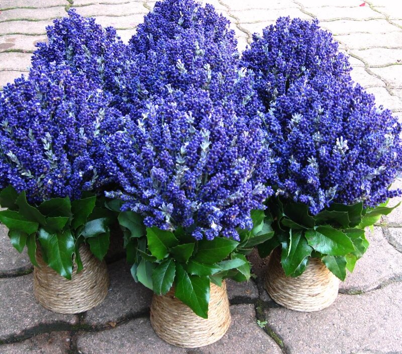 Lavender Bouquets in Pots