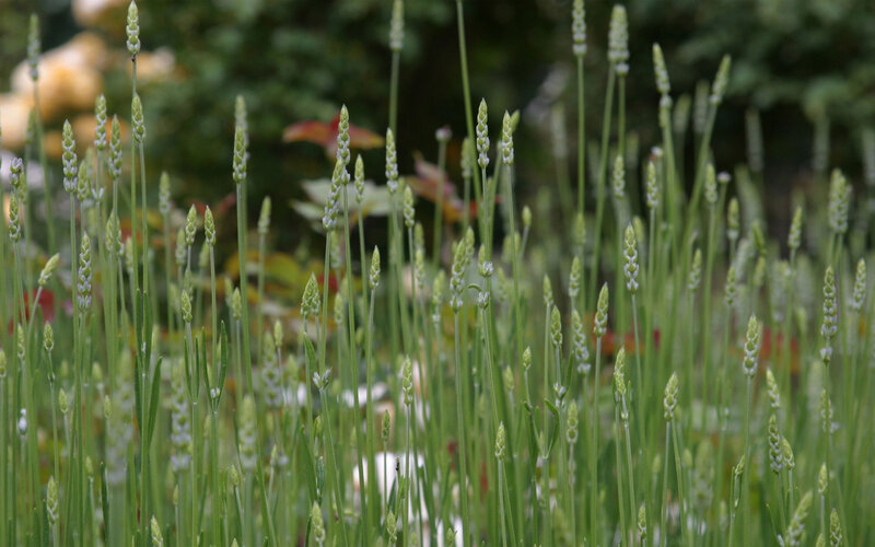 Lavender Buds in Garden