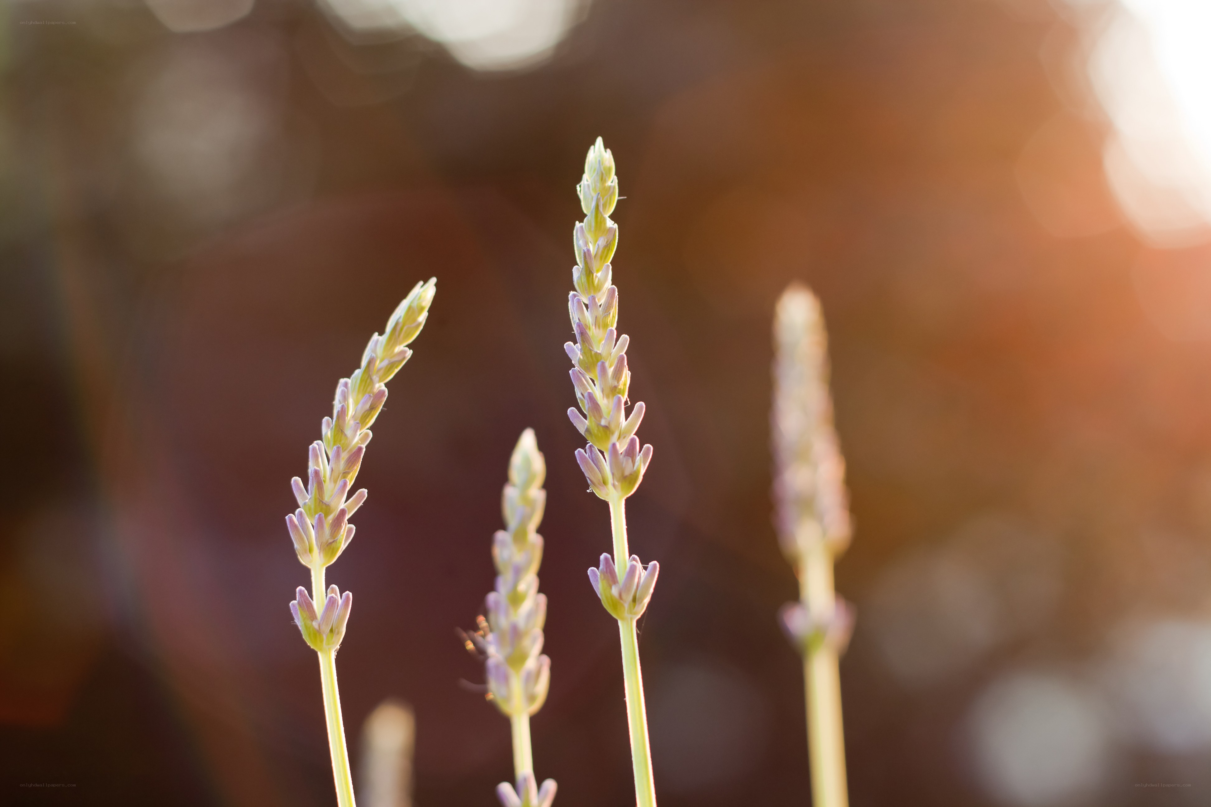 Lavender buds in sunlight