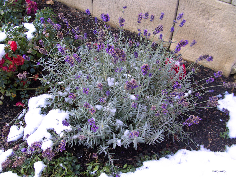 Lavender Bush in Snow