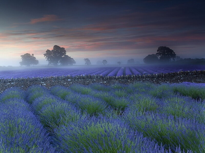 Lavender Field at Dawn — Purple