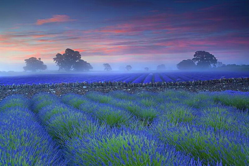Lavender Field at Dawn