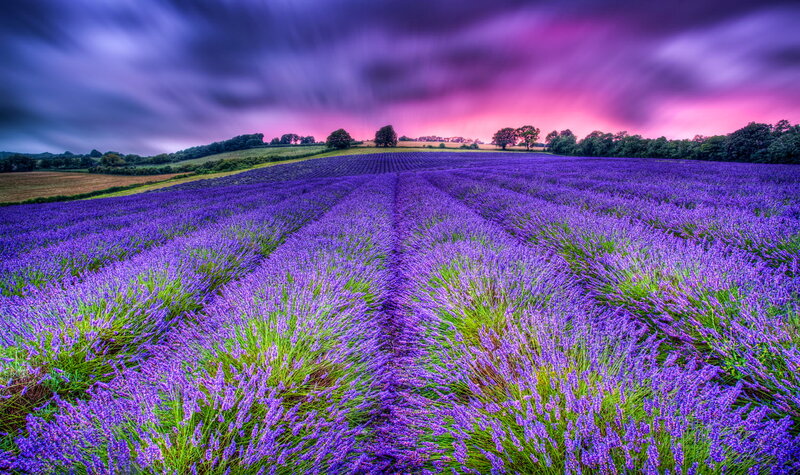 Lavender Field at Dusk — Purple, Dramatic, Sunset, Photograph