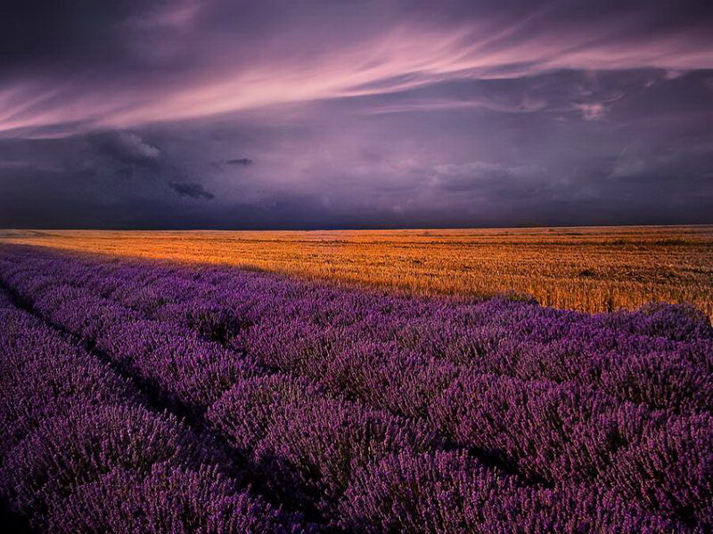 Lavender Field at Dusk — Purple, Dramatic