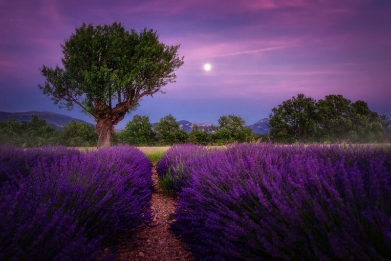 Lavender Field at Dusk — Purple, Serene, Night