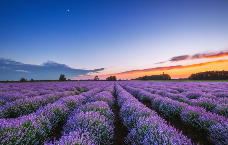 Lavender Field at Dusk — Purple, Serene, Sunset, Photograph, Moon
