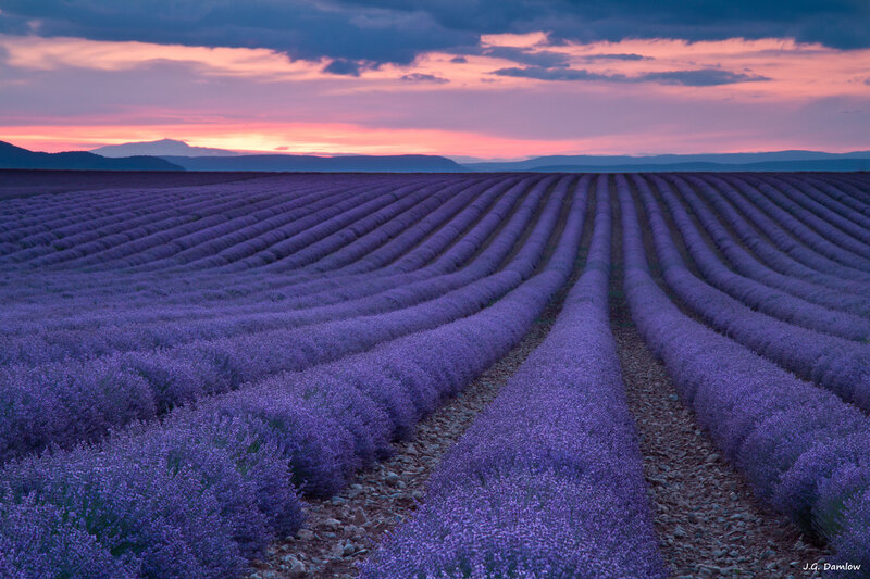 Lavender Field at Dusk — Purple, Serene, Sunset, Photograph, Mountains, Sky