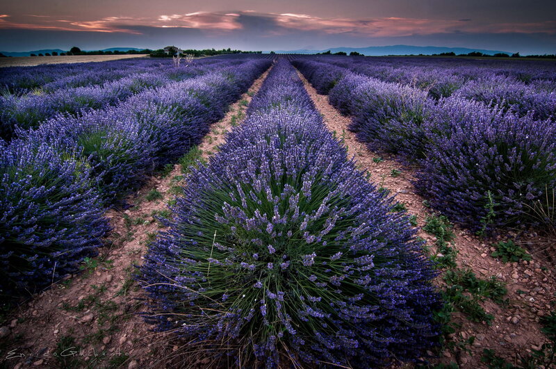 Lavender Field at Dusk — Purple, Serene, Sunset, Photograph, Mountains