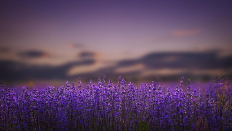 Lavender Field at Dusk — Purple, Serene, Sunset, Photograph, Sky