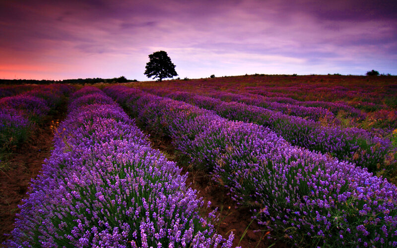 Lavender Field at Dusk — Purple, Serene, Sunset