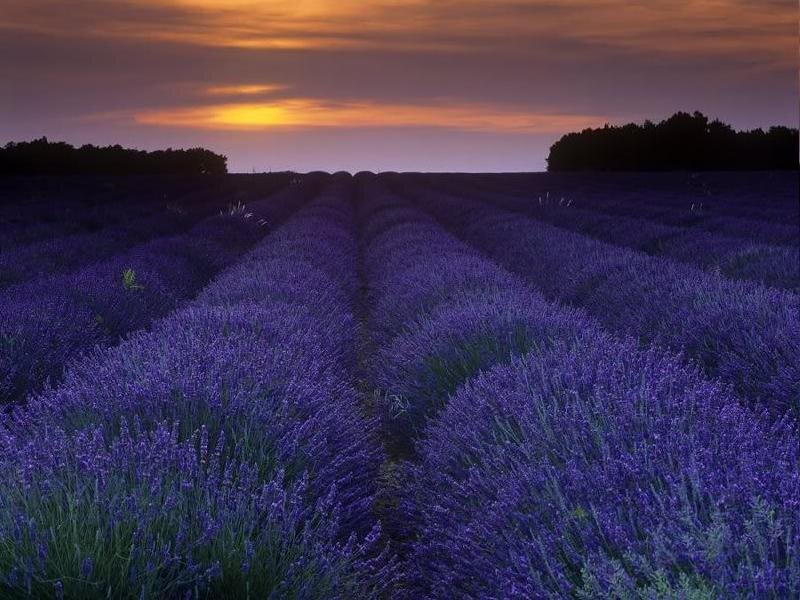 Lavender Field at Dusk — Purple, Serene