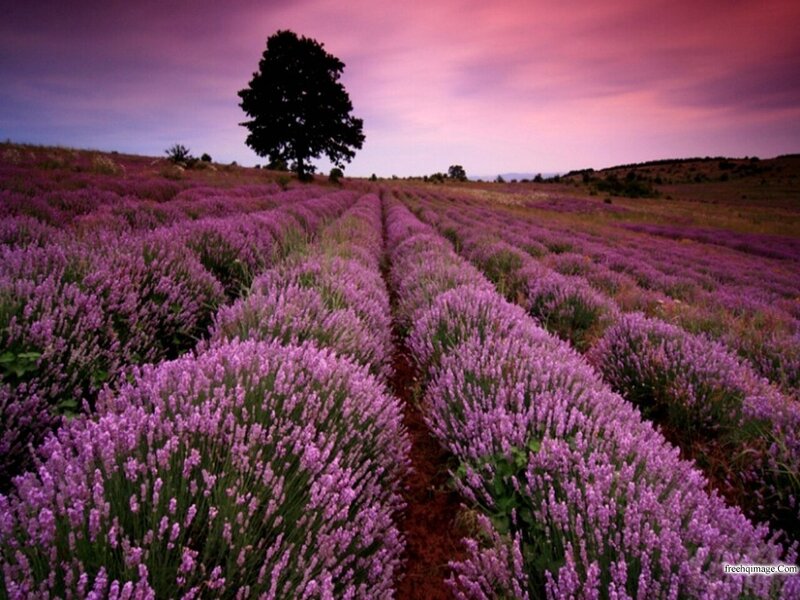 Lavender Field at Dusk — Purple