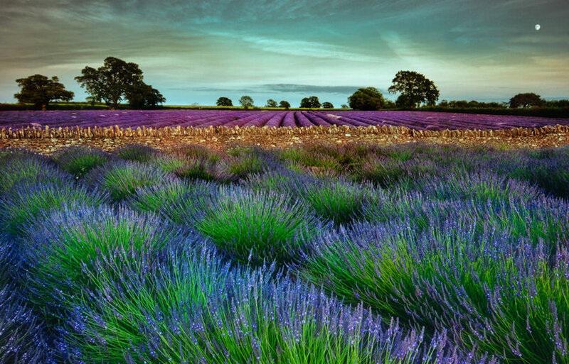 Lavender Field at Dusk