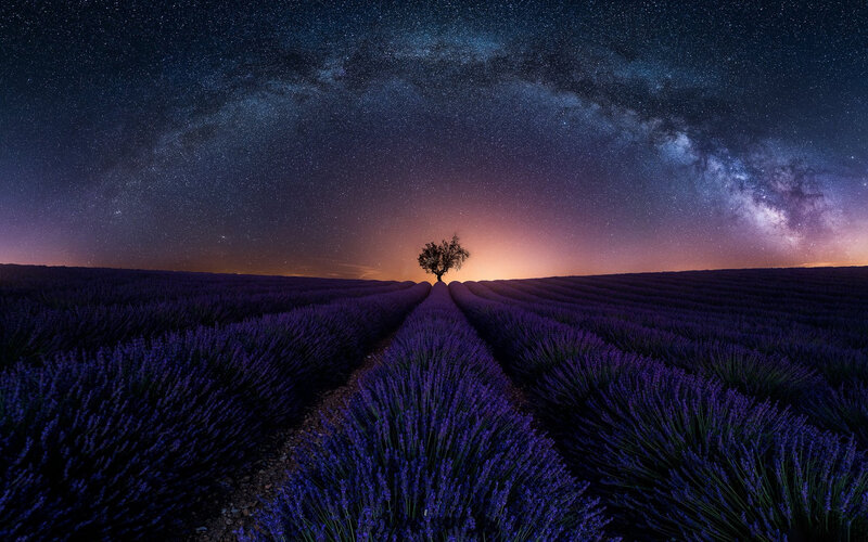 Lavender Field at Night — Purple, Serene, Photograph, Tree