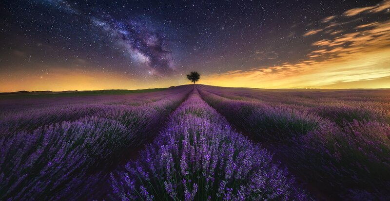 Lavender Field at Night — Purple, Serene